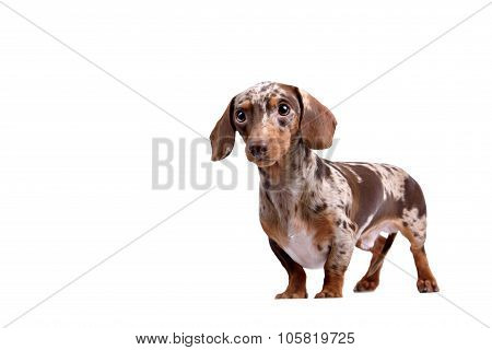 Close-up of Dachshund on white background