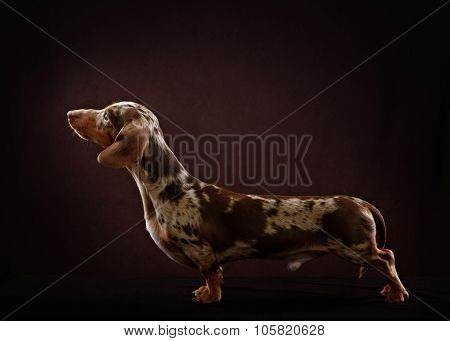 Smooth-haired dachshund dog of brown color
