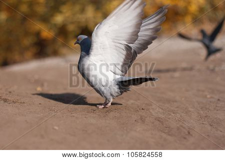 Grey Pigeon In The Summer Park