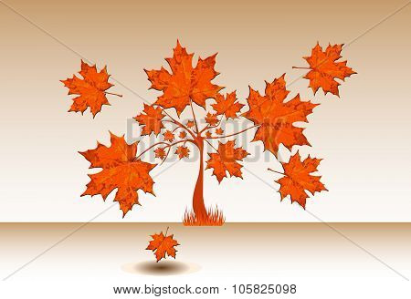 Maple Tree With Big Leaves.