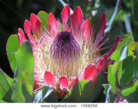Kırmızı Protea