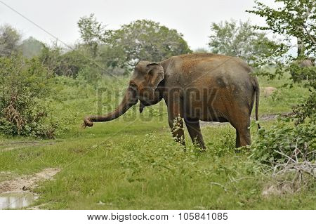 Indian Elephant