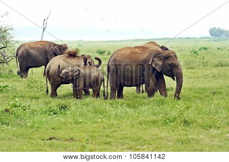 Indian Elephant