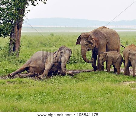 Indian Elephant