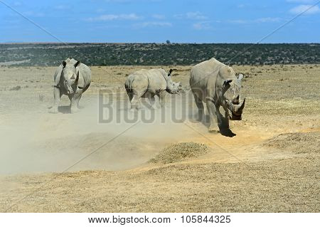 Rhinoceros