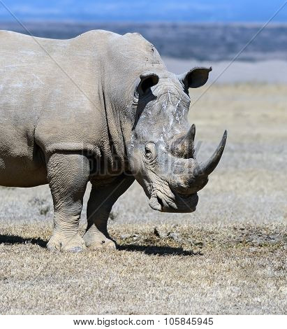 Rhinoceros