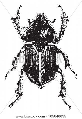 Geotrupes, vintage engraved illustration.
