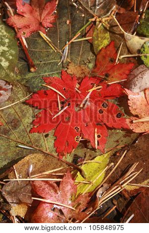 Maple leaf in a mountain stream