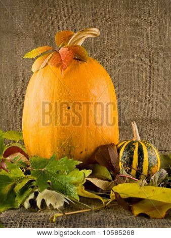 Still Life