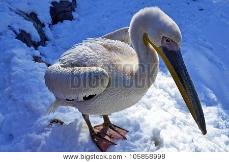 PELICAN