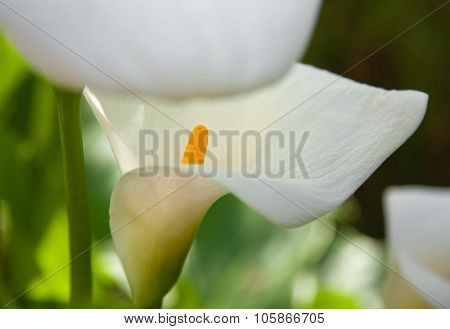 Zantedeschia