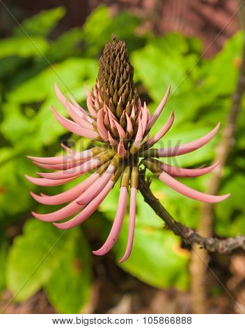 Pink Erythrina