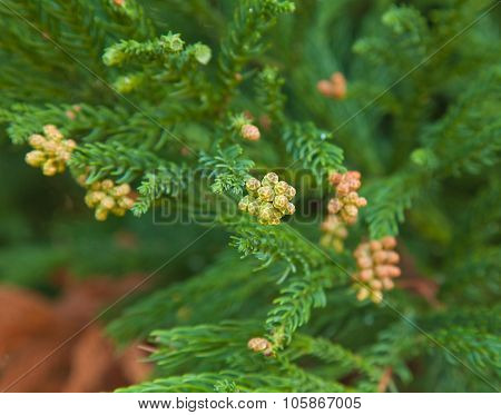 Cryptomeria Japonica
