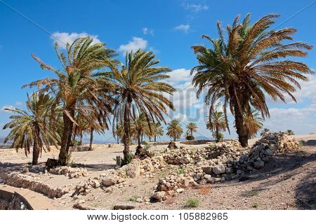 Palm trees at the Megiddo National park - a UNESCO work heritage site, northern Israel 