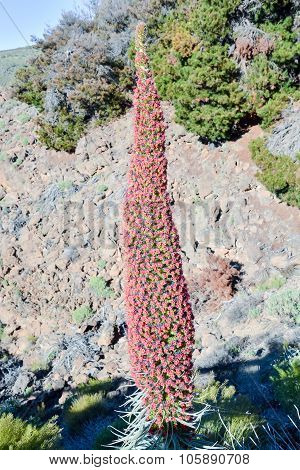 Tajinaste Flower of Tenerife Island