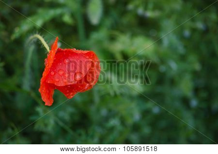 Red Flower