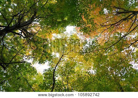 Tree Tops During The Fall