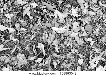 Black And White Foliage