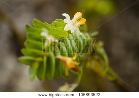Dendrobium Ellipsophyllum Is Beautiful Flower And Have White, Yellow Colour