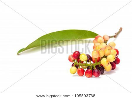 Antidesma velutinosum Blume Fruit isolated on white background