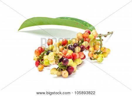 Antidesma velutinosum Blume Fruit isolated on white background