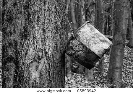 Bucket And Tree