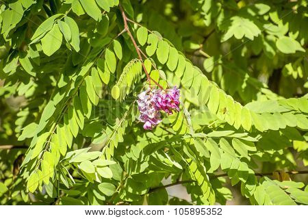 Pink Acacia