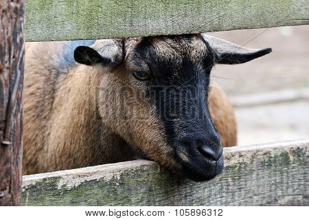 goat