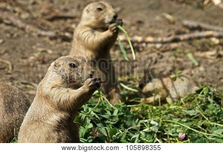 Prairie Dog Eating