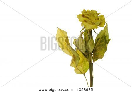 Visset Rose