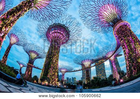 SINGAPORE - May 10: Night view of Supertree Grove at Gardens by the Bay on May 10, 2014 in Singapore