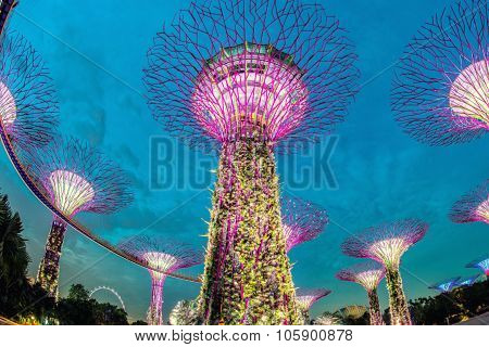 SINGAPORE - May 10: Night view of Supertree Grove at Gardens by the Bay on May 10, 2014 in Singapore