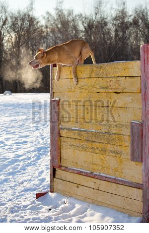 American Pit Bull Terrier Jumps Over Hurdle
