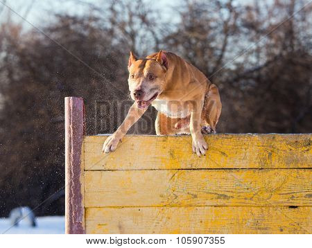 American Pit Bull Terrier Jumps Over Hurdle