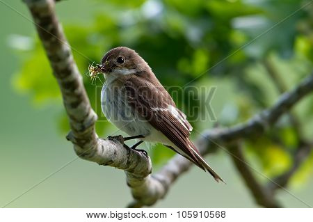 Pied Flycatcher