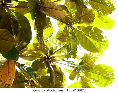 Tropical Almond, Annuals, Perennials, Deciduous Type.