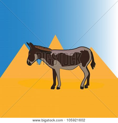 burro