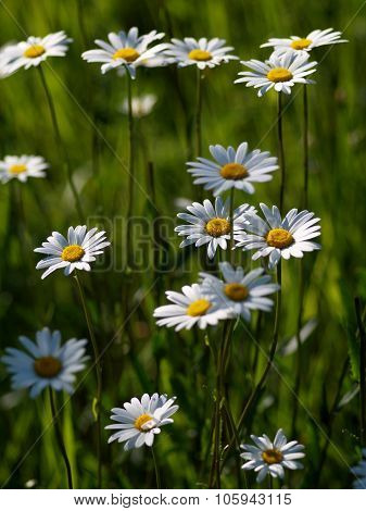 Marguerites