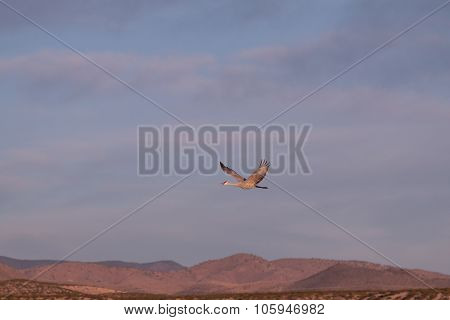 Sandhill crane in Flight