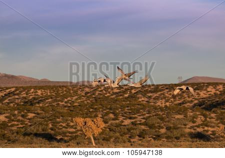 Sandhill Cranes in Flight