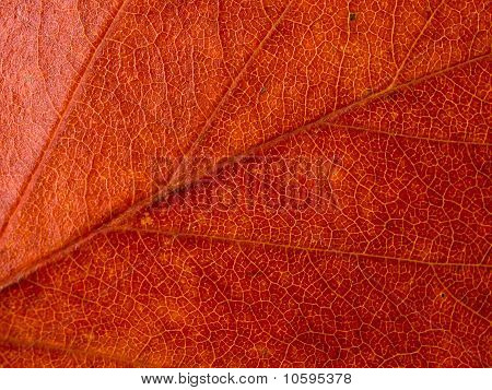 Férias de outono vermelho Macro visão