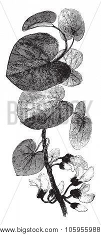 Flowering branch of the tree of Judea, vintage engraved illustration. Magasin Pittoresque 1877.