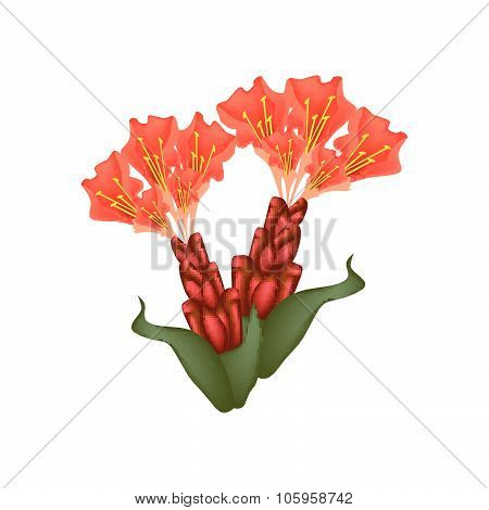 Scarlet Flame Bean Or Brownea Ariza Flowers