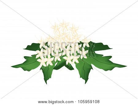 Beautiful Clerodendrum Paniculatum Flowers Or Pagoda Flowers