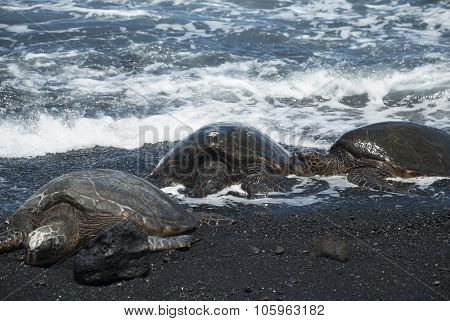Turtles on black sand beach