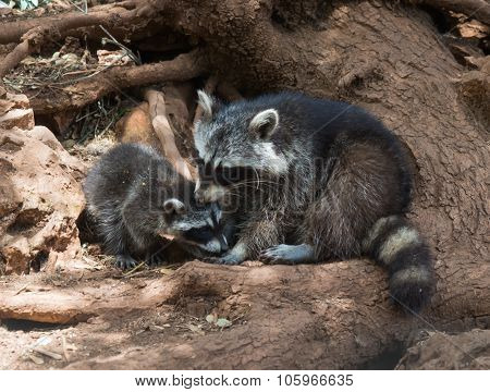Raccoons, Mother And Cub, Zakinthos, Greece