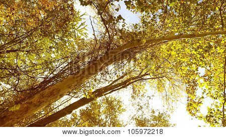 Young Ageless Sycamore in Fall or Autumn Sunlight.