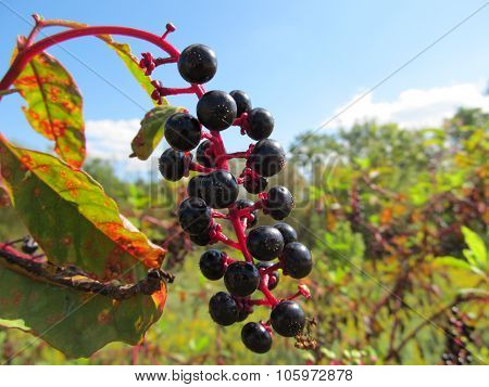 Strand of Pokeberries