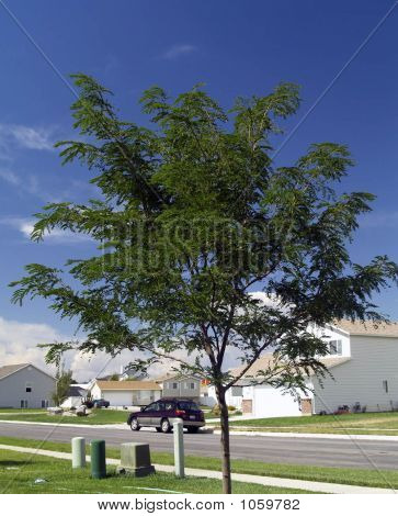 Arbre de l'été