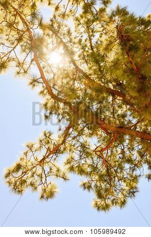 Pine Tree View